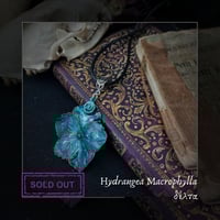 Image 7 of ☽ Hydrangea Macrophylla ☾