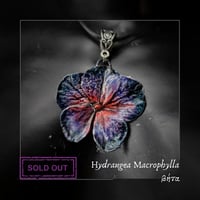 Image 6 of ☽ Hydrangea Macrophylla ☾