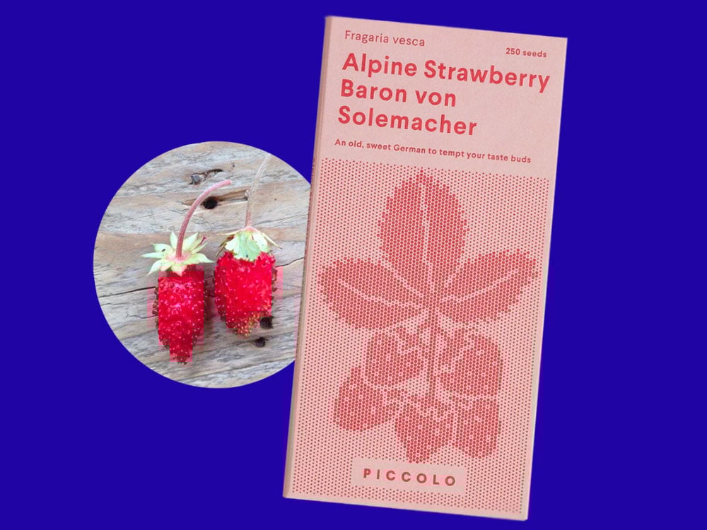 Image of SAATGUT Alpine Strawberry Baron von Solemacher
