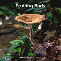 Image 2 of Tiger's Milk MY (Lignosus Rhinocerus - Belum Rainforest) Live Mycelium Mushroom Culture Spawn Seed