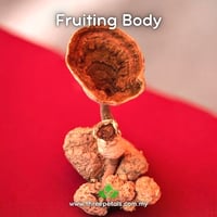 Image 2 of Tiger's Milk TH (Lignosus Rhinocerotis) Live Mycelium Mushroom Culture Spawn Seed