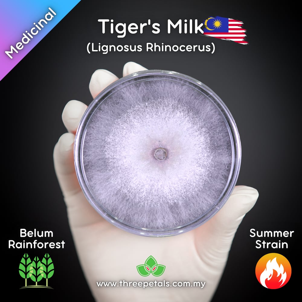 Tiger's Milk MY (Lignosus Rhinocerus - Belum Rainforest) Live Mycelium Mushroom Culture Spawn Seed