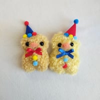 Clown phae chicks
