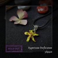 Image 3 of ☽ Hypericum Perforatum ☾
