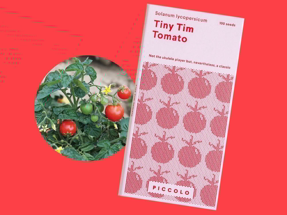 Image of SAATGUT Tiny Tim Tomato