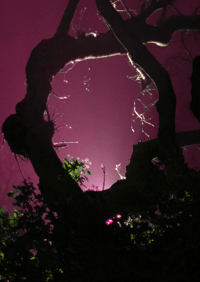 Image 4 of ETHEREAL SEROTONIN CLIMAX