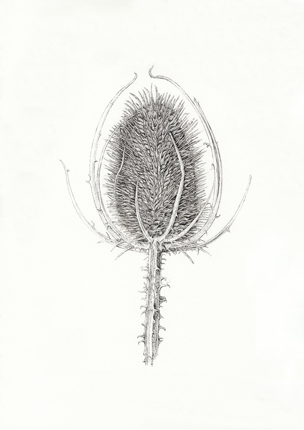 Image of A4 Special Edition Signed & Numbered Hemp Prints