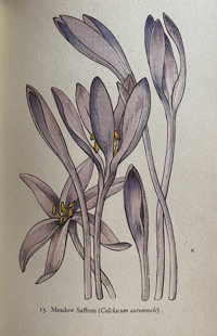 Image 7 of Flowers of the Meadow vintage King Penguin book