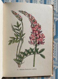 Image 9 of Flowers of the Meadow vintage King Penguin book