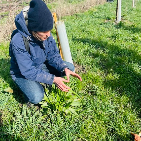 Image of SPRING FORAGING WALKS AT BRUERN FARMS