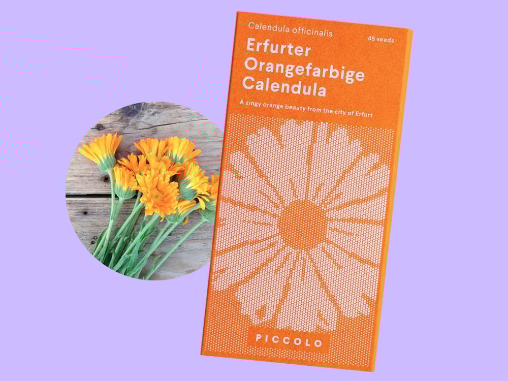 Image of SAATGUT Erfurter Orangefarbige Calendula