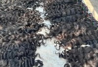 Image 3 of 300G Raw Indian  Premium Raw Hair weft bundles  Raw  Loose Curly natural 