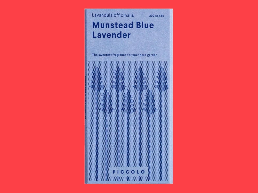Image of SAATGUT Munstead Blue Lavender