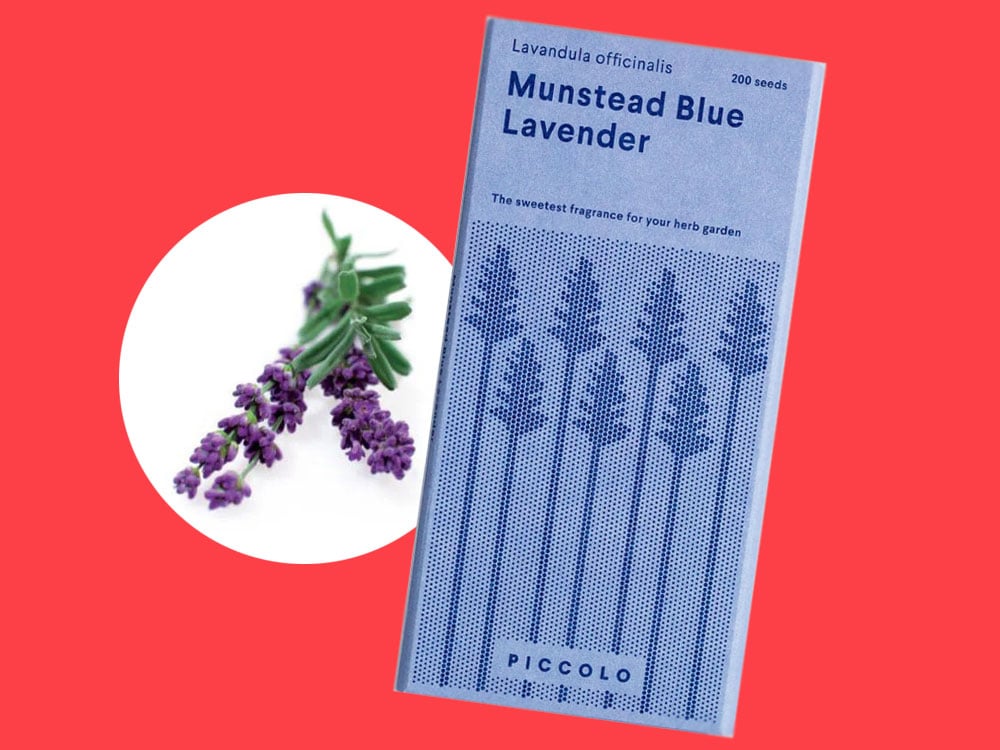 Image of SAATGUT Munstead Blue Lavender