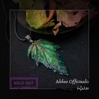 Image 5 of ☽ Althea Officinalis ☾
