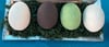 Dragon Egg Bath Bomb, Hatch Your Own Dragon Egg