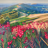 'Rose Bay Willow Herb Malvern' by Antony Bridge