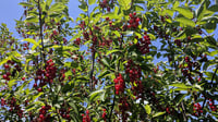 Image 2 of Chokecherry: Prunus virginiana