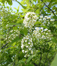 Image 1 of Chokecherry: Prunus virginiana