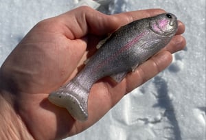 Image of 6” Bob’s Weedless Trout 2PK (Mt.Lassen)