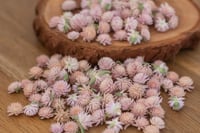 Image 3 of Globe Amaranth Heads - Mixed Colour