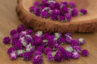 Image 4 of Globe Amaranth Heads - Mixed Colour