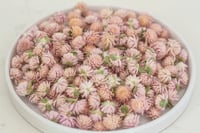 Image 7 of Globe Amaranth Heads - Mixed Colour