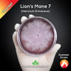 Lion's Mane 7 (Hericium Erinaceus) Live Mycelium Mushroom Culture Spawn Seed