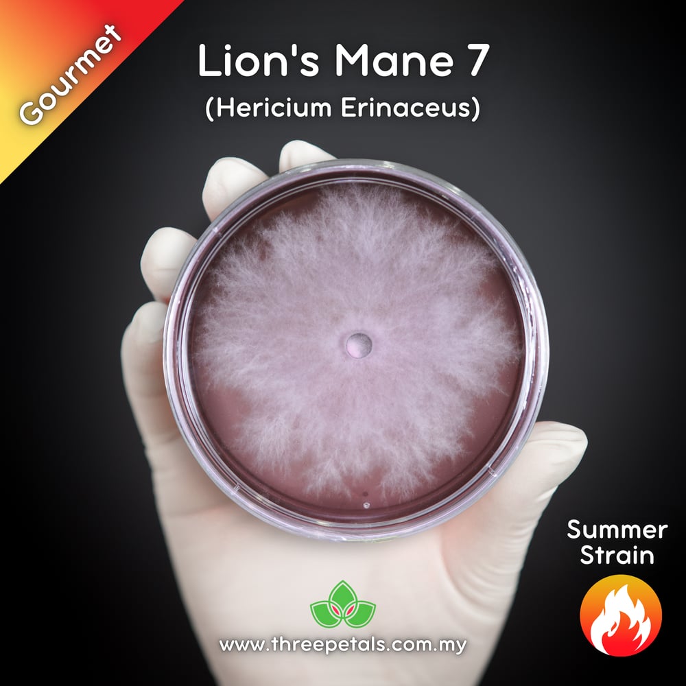 Lion's Mane 7 (Hericium Erinaceus) Live Mycelium Mushroom Culture Spawn Seed