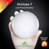 Image 1 of Shiitake 7 (Lentinula Edodes) Live Mycelium Mushroom Culture Spawn Seed