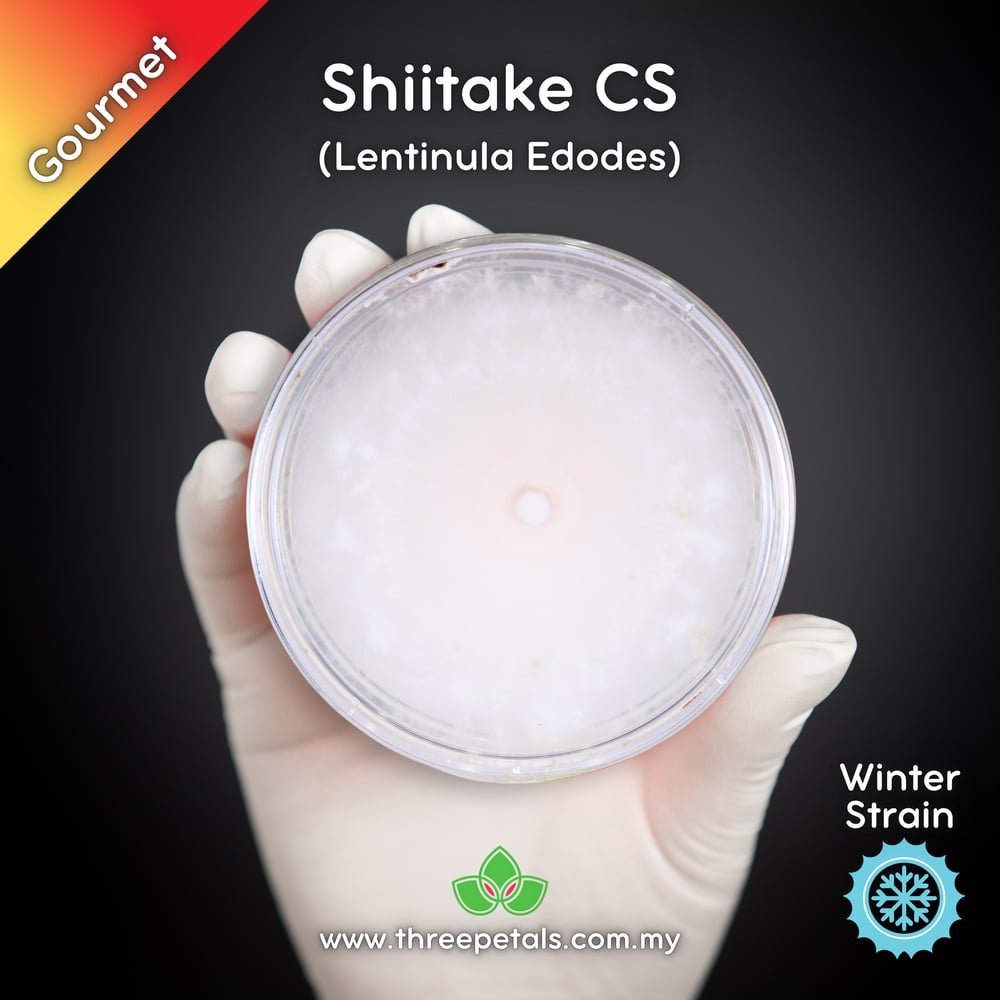 Shiitake CS (Lentinula Edodes) Live Mycelium Mushroom Culture Spawn Seed