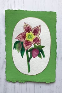 Hellebore