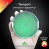 Tempeh (Rhizopus Oligosporus) Live Mycelium Mushroom Culture Spawn Seed