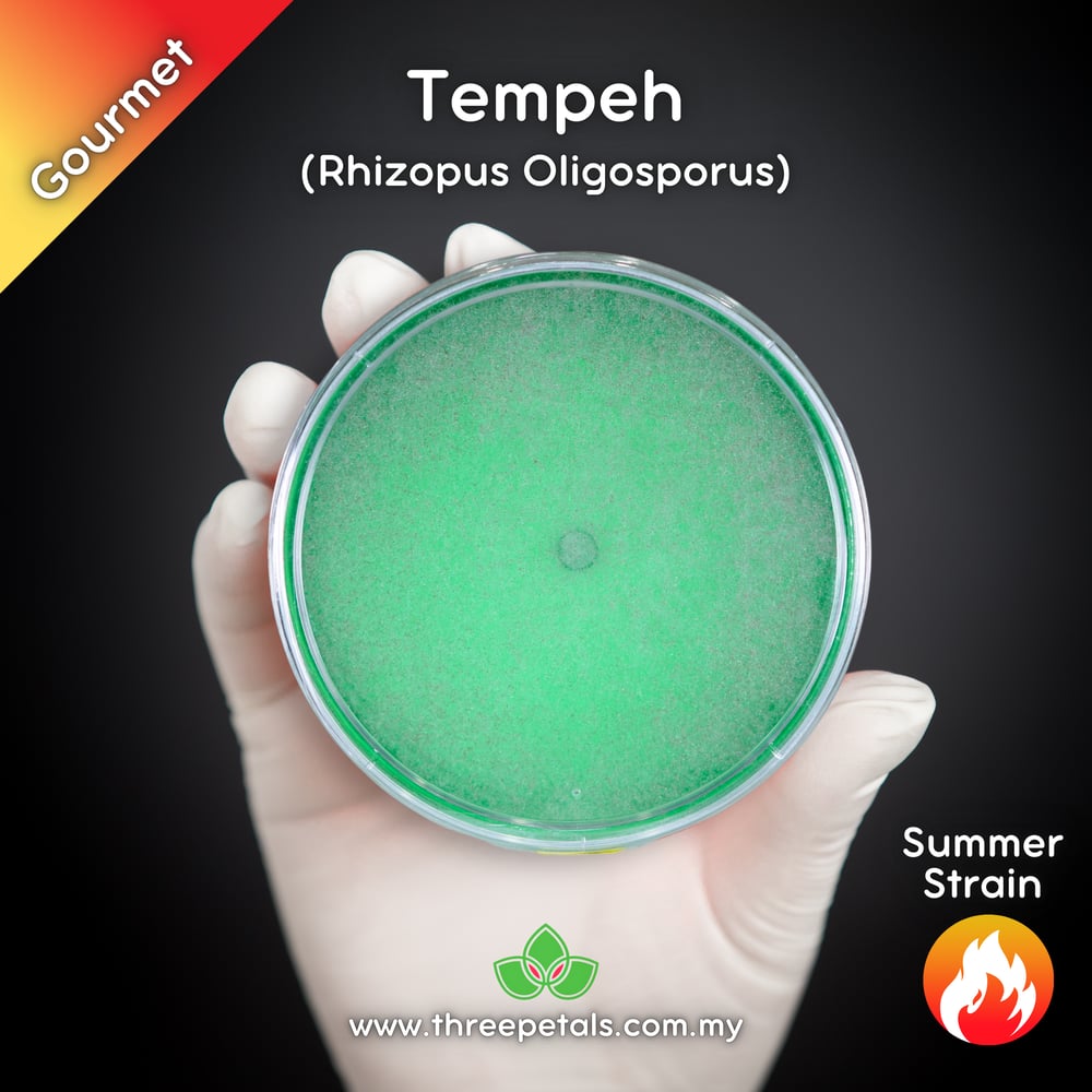 Tempeh (Rhizopus Oligosporus) Live Mycelium Mushroom Culture Spawn Seed