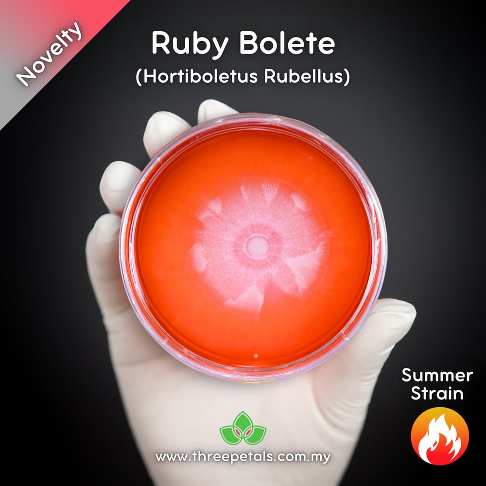 Ruby Bolete (Hortiboletus Rubellus) Live Mycelium Mushroom Culture Spawn Seed