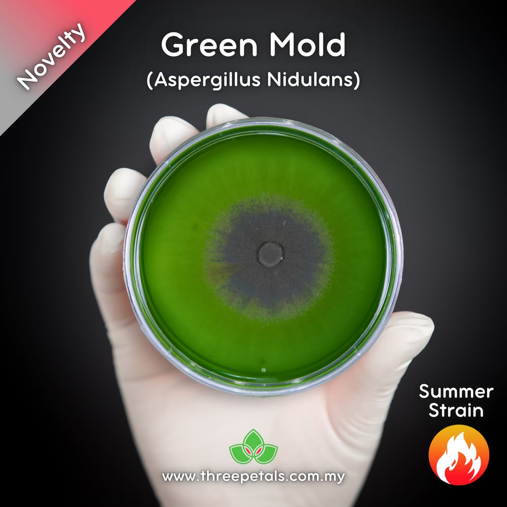 Green Mold (Aspergillus Nidulans) Live Mycelium Mushroom Culture Spawn Seed