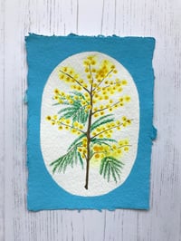 Mimosa