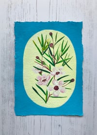 Waxflowers