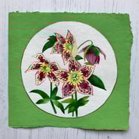 Hellebores