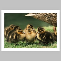 Ducklings about to set off