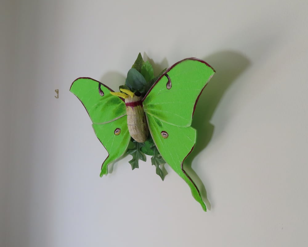 Image of Luna Moth Wall Art