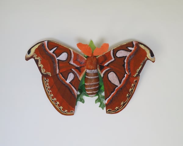 Image of Atlas Moth Wall Art