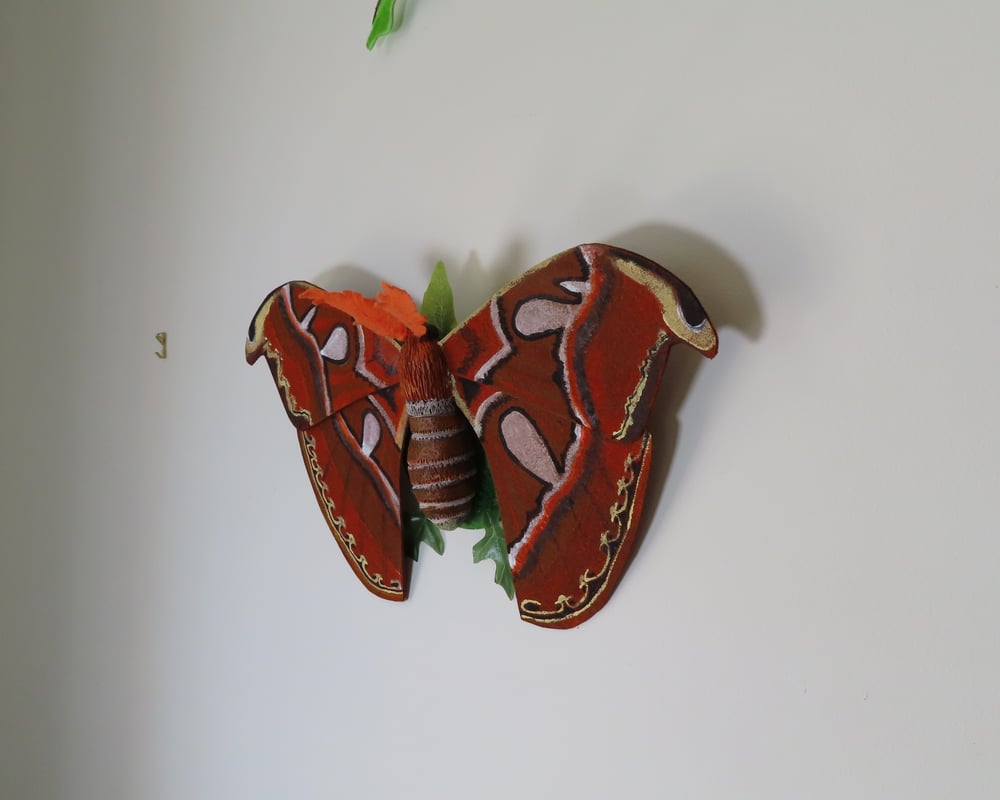 Image of Atlas Moth Wall Art