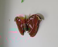 Image 2 of Atlas Moth Wall Art