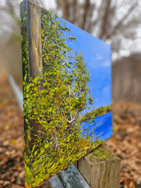 Image 2 of - Algonquin Shoreline -