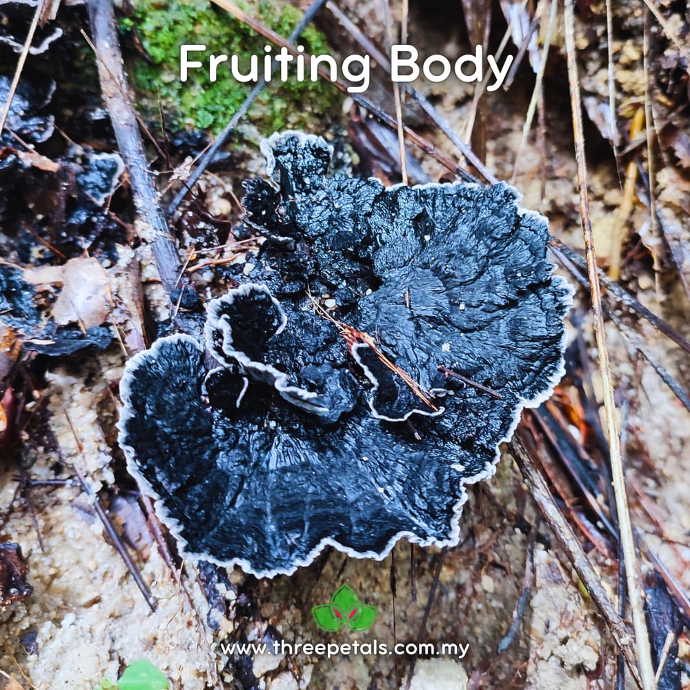 Black Earthfan (Thelephora Cuticularis) Live Mycelium Mushroom Culture Spawn Seed