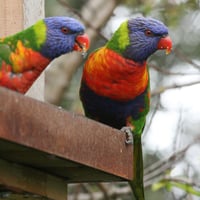 Image 5 of Rainbow Lorikeet