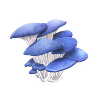 Pleurotus ostreatus