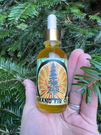 Image 4 of Grand Fir Oil  2oz