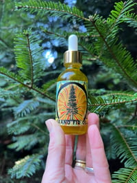 Image 1 of Grand Fir Oil  2oz